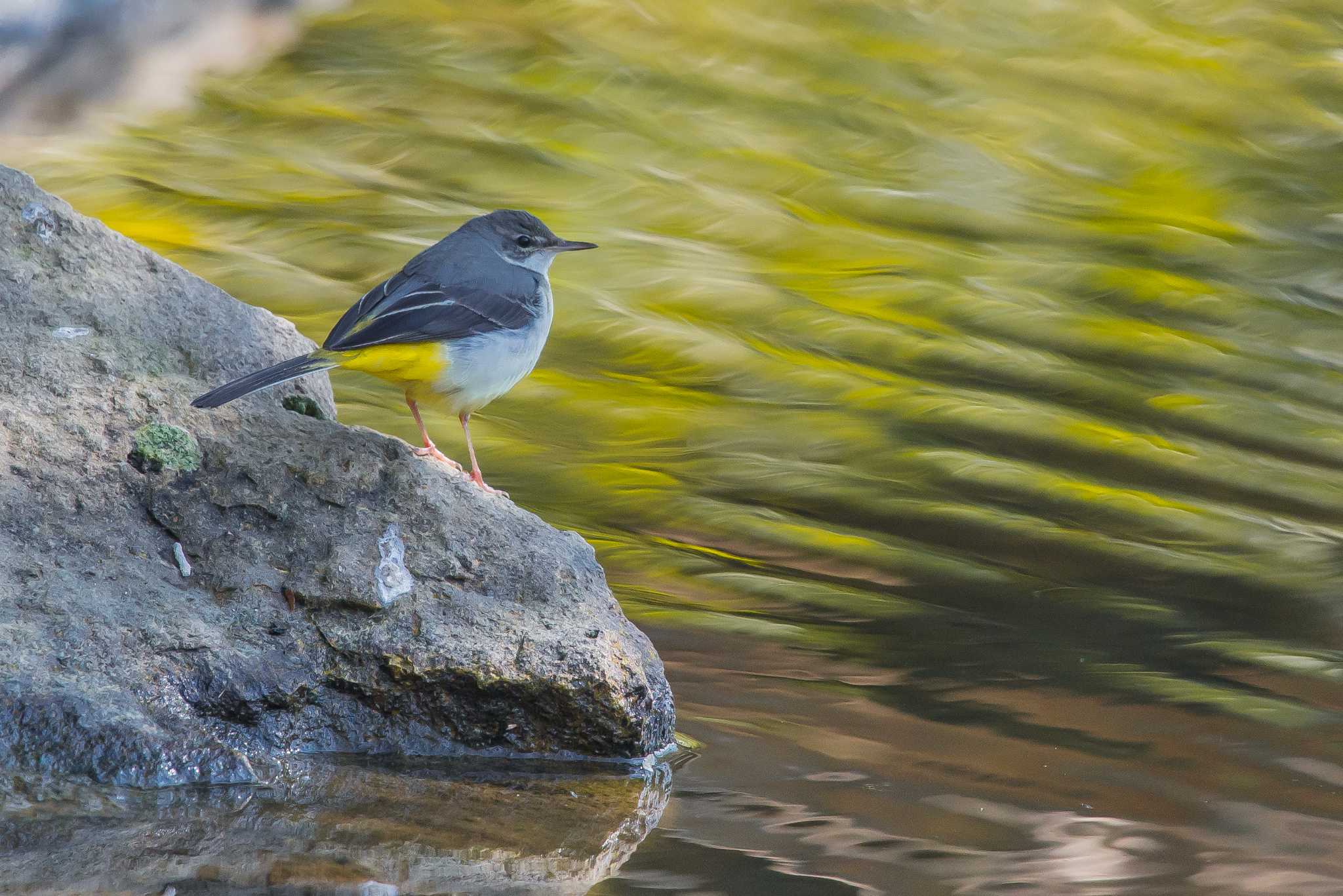 明石公園 キセキレイの写真