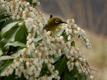 2022年3月19日(土) 昭和記念公園の野鳥観察記録