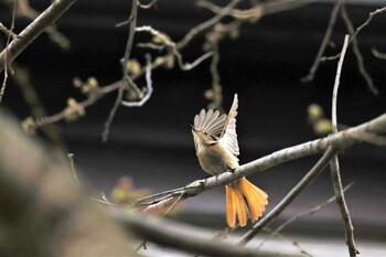 ジョウビタキ 埼玉黒目川 2022年3月19日(土)