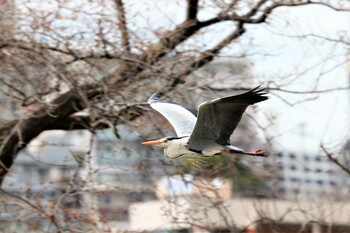 アオサギ 埼玉黒目川 2022年3月19日(土)