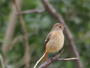 Daurian Redstart 淀川河川公園 Sat, 3/19/2022