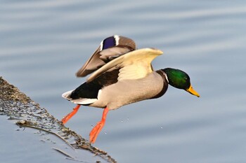 Mallard 甲府市 Thu, 3/10/2022