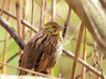 Masked Bunting 市川市の公園(千葉県) Sat, 3/19/2022