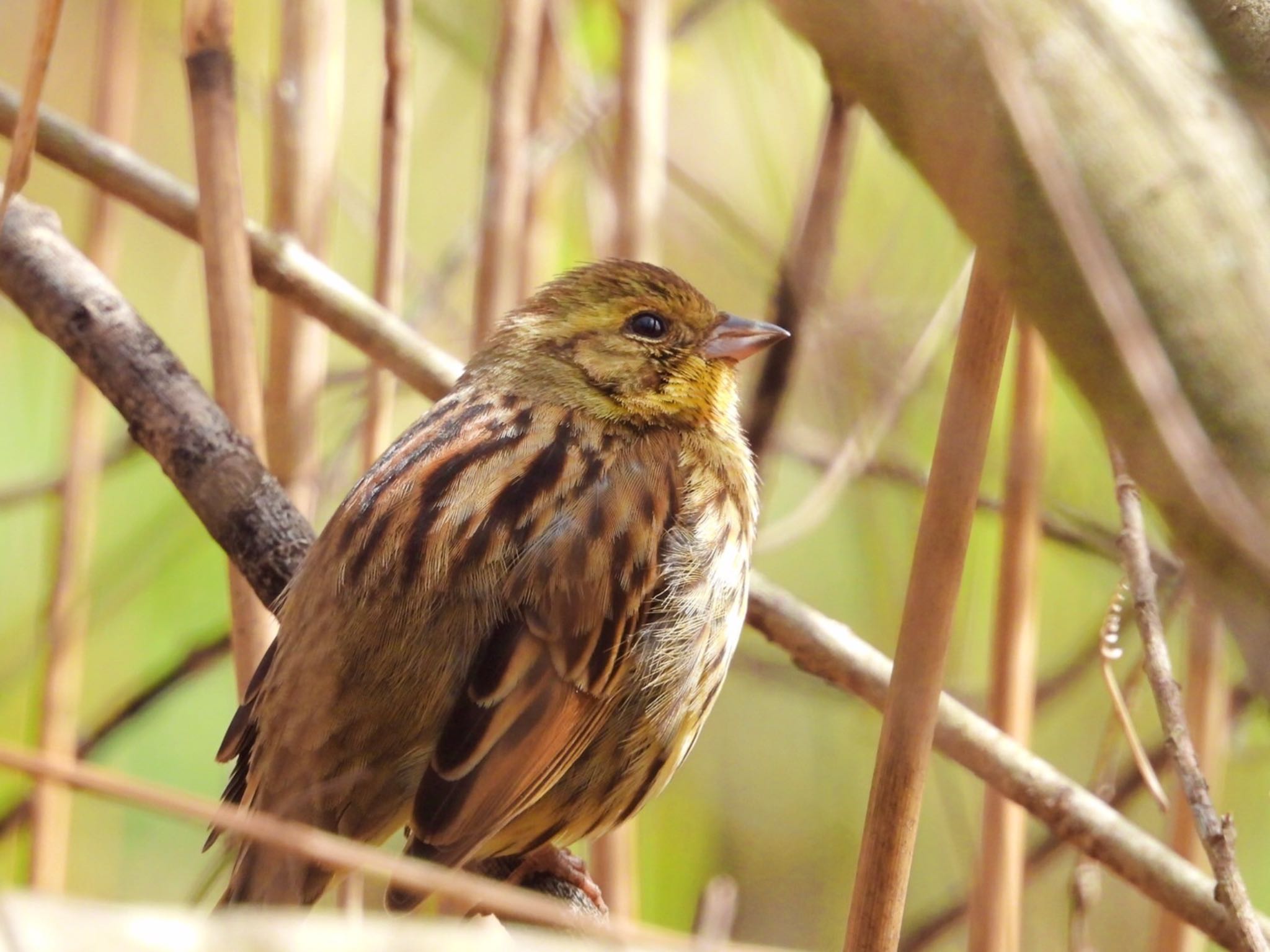 Photo of Masked Bunting at 市川市の公園(千葉県) by クロやん