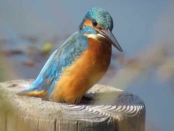 Common Kingfisher 和歌山森林公園 Mon, 11/7/2016