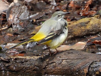Grey Wagtail 市川市の公園(千葉県) Sat, 3/19/2022