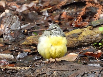 Grey Wagtail 市川市の公園(千葉県) Sat, 3/19/2022