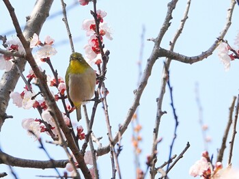 Warbling White-eye じゅん菜池緑地(蓴菜池緑地) Sat, 3/19/2022