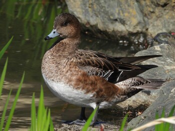 Eurasian Wigeon じゅん菜池緑地(蓴菜池緑地) Sat, 3/19/2022