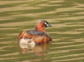 Little Grebe じゅん菜池緑地(蓴菜池緑地) Sat, 3/19/2022