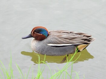 Eurasian Teal じゅん菜池緑地(蓴菜池緑地) Sat, 3/19/2022