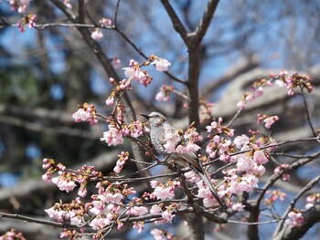 ヒヨドリ 多摩川 2022年3月19日(土)