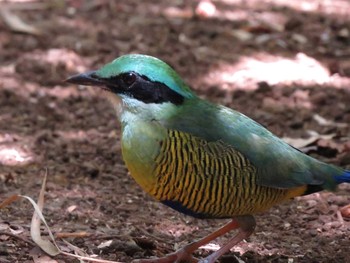 Bar-bellied Pitta ベトナム Wed, 2/24/2016