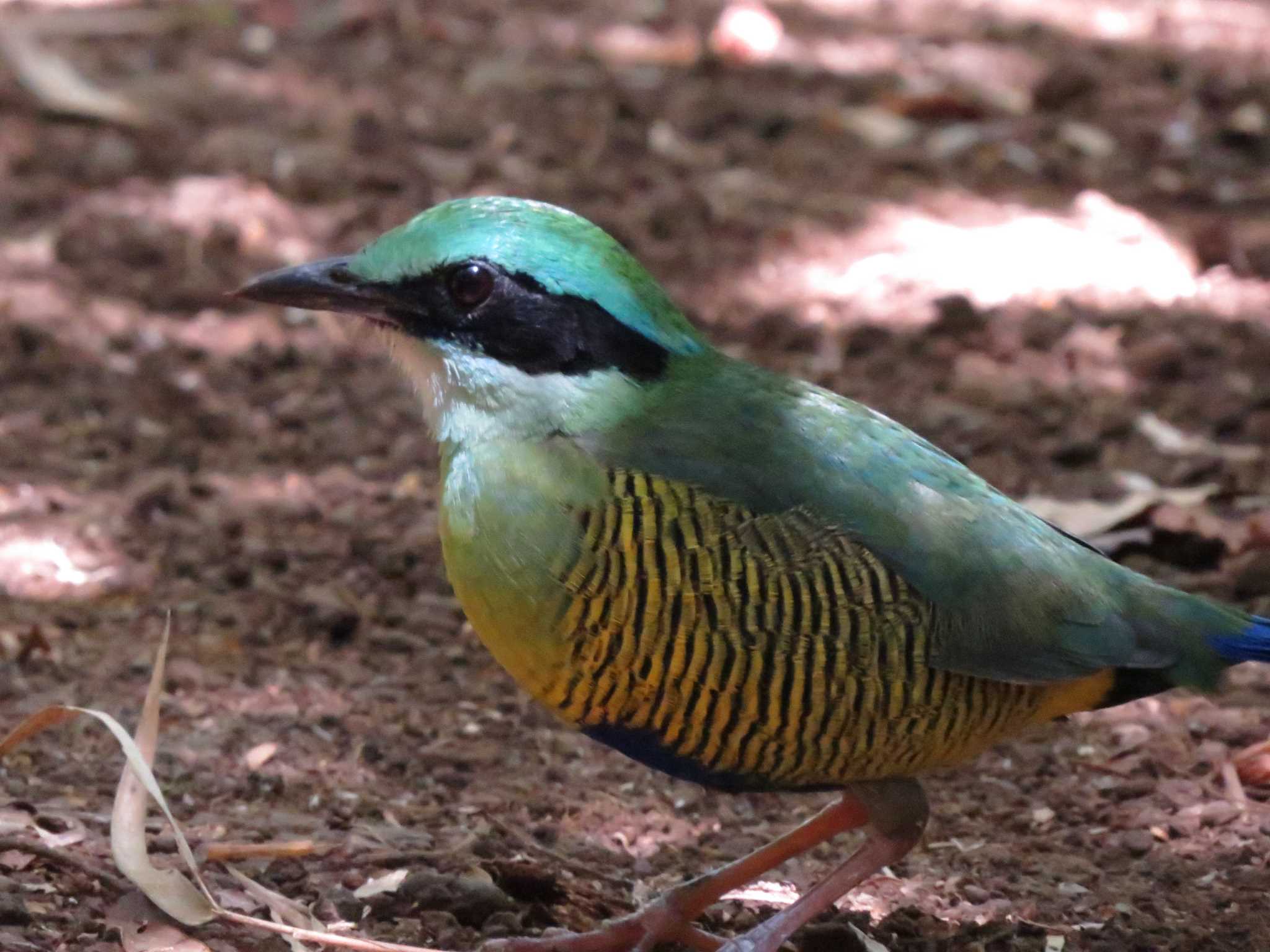 カッティエン国立公園