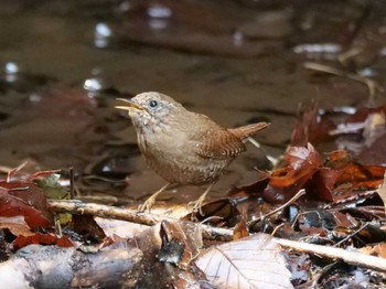 Eurasian Wren 東京都町田市 Thu, 3/17/2022