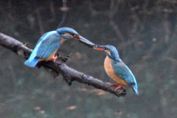 Common Kingfisher 練馬区 Sun, 3/20/2022