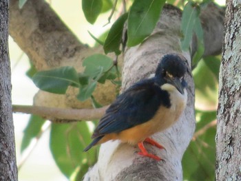 Half-collared Kingfisher ザンビア Wed, 12/4/2013