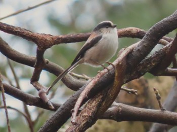 2022年3月19日(土) 山田緑地の野鳥観察記録