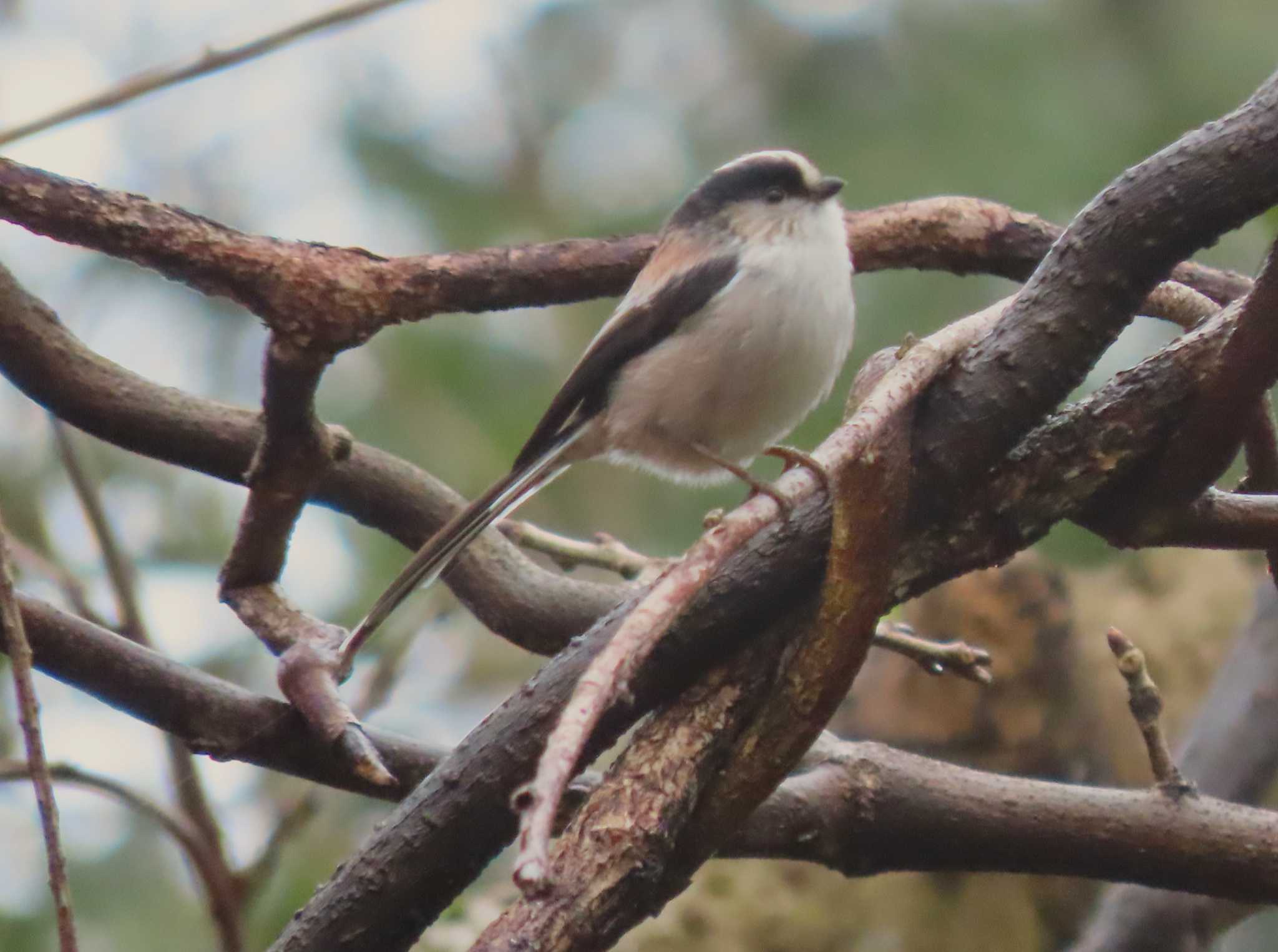 Long-tailed Tit