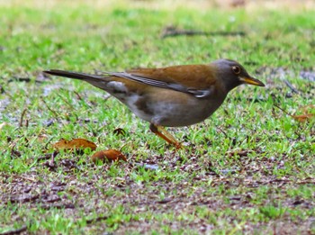 Pale Thrush 山田緑地 Sat, 3/19/2022