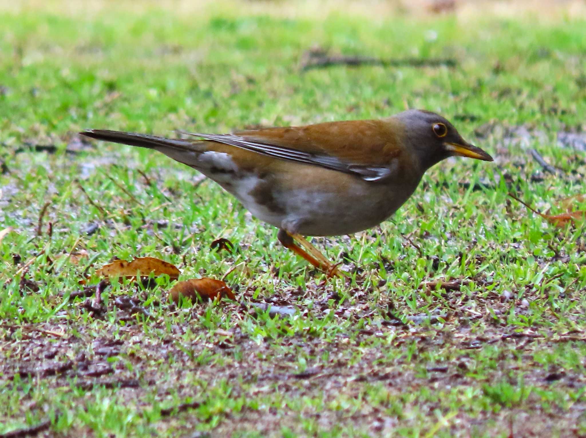 Pale Thrush