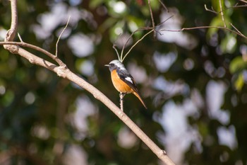 Daurian Redstart 花見川 Sun, 3/6/2022