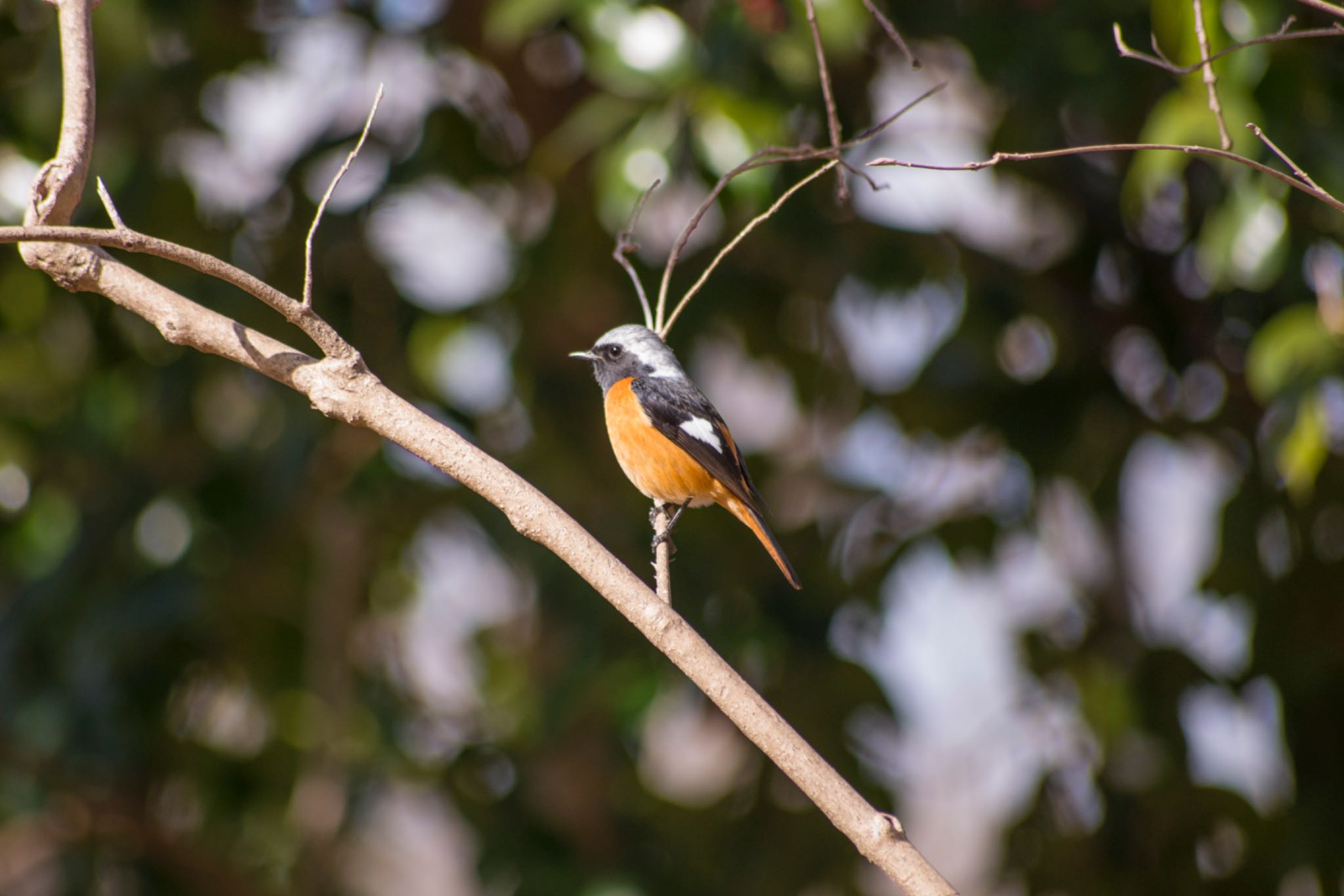 Daurian Redstart