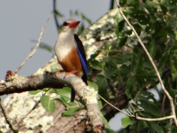 Grey-headed Kingfisher ザンビア Fri, 12/6/2013