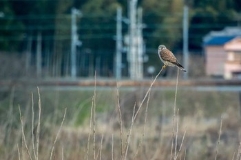 チョウゲンボウ 大阪府三島郡島本町 2016年2月2日(火)