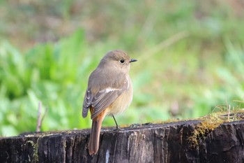 Daurian Redstart Kyoto Gyoen Sun, 3/20/2022