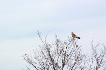 チョウゲンボウ 大阪府三島郡島本町 2015年12月2日(水)