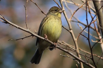 Masked Bunting Kyoto Gyoen Sun, 3/20/2022