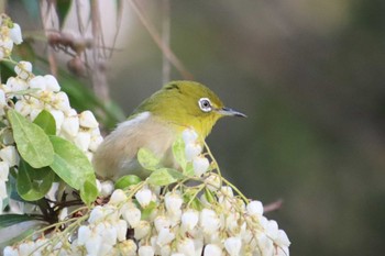 Warbling White-eye Kyoto Gyoen Sun, 3/20/2022