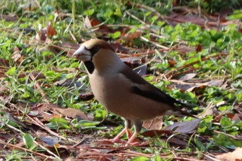 Hawfinch Kyoto Gyoen Sun, 3/20/2022