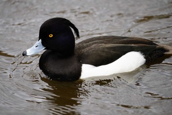 キンクロハジロ こども自然公園 (大池公園/横浜市) 2022年3月20日(日)