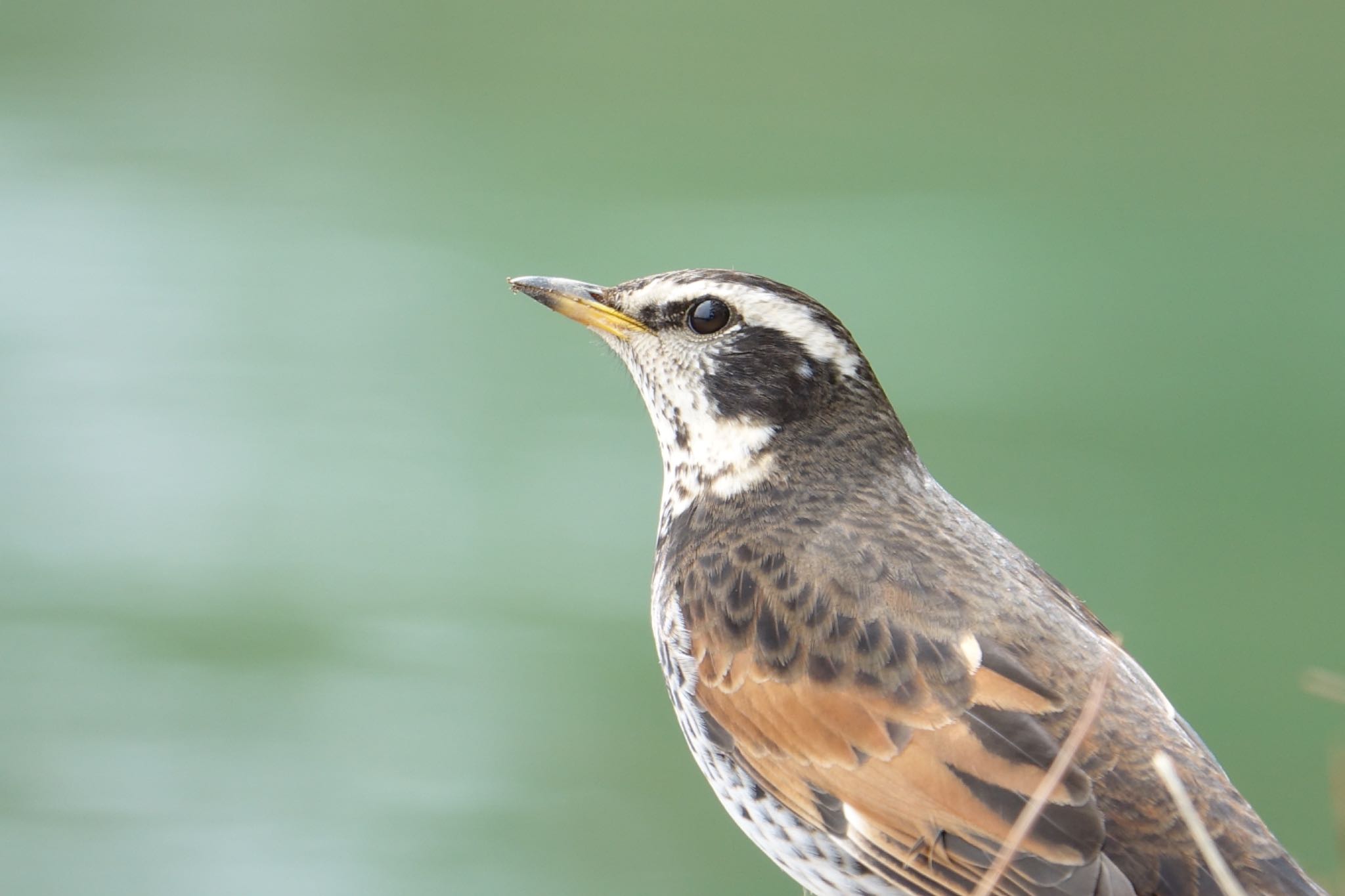 Photo of Dusky Thrush at 大濠公園 by O S