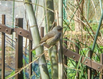 2022年3月20日(日) 埼玉県の野鳥観察記録