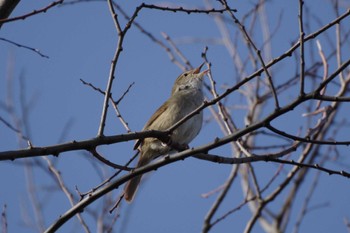 Japanese Bush Warbler 多摩川二ヶ領宿河原堰 Sun, 3/20/2022