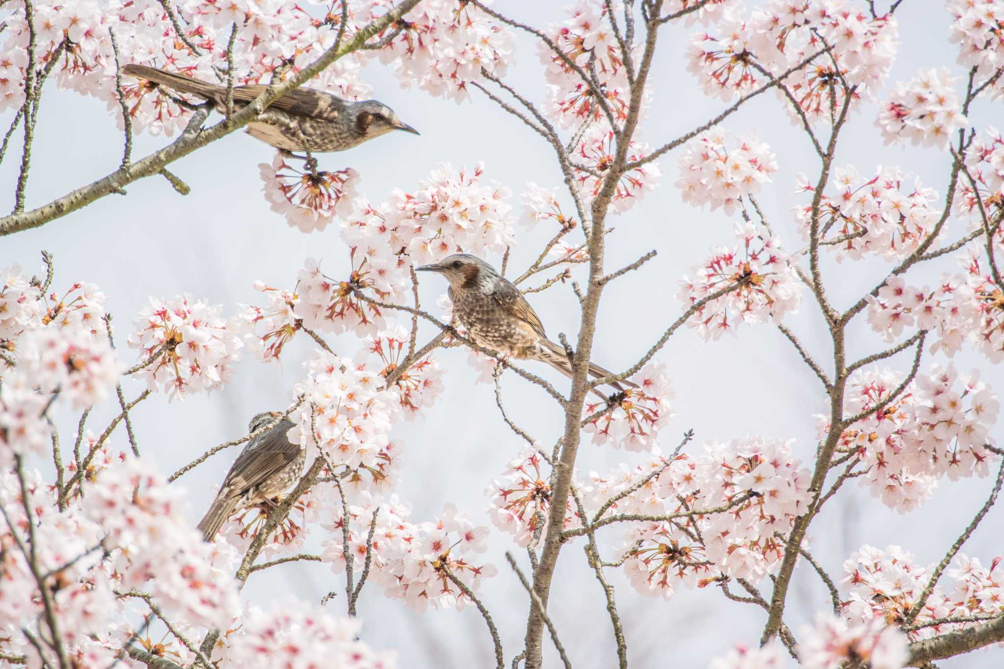 兵庫県明石市 ヒヨドリの写真