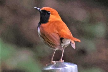 Okinawa Robin Hijiotaki Sun, 3/20/2022