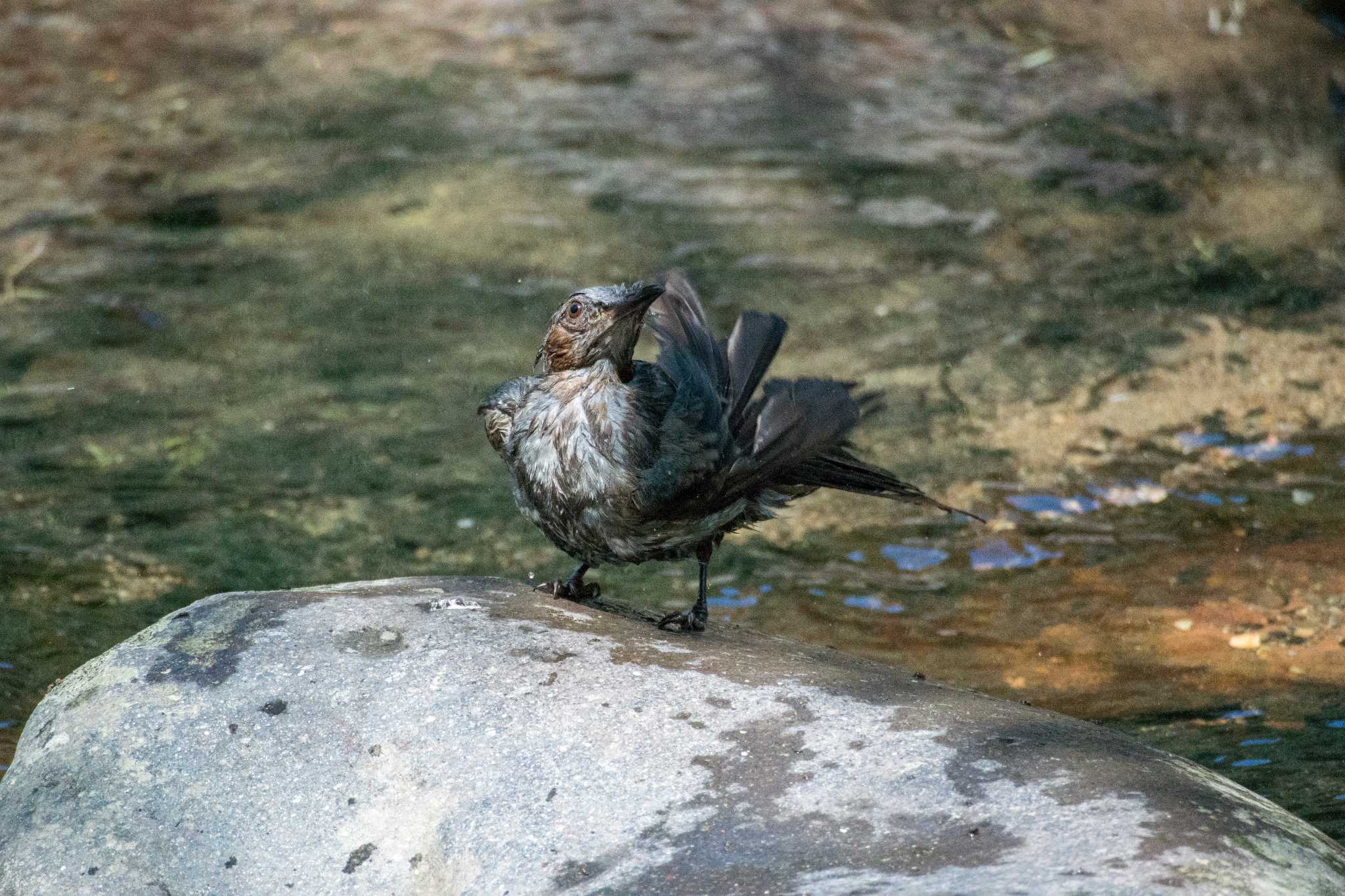 明石公園 ヒヨドリの写真 by ときのたまお