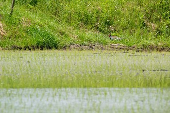 キジ 兵庫県神戸市北区 2017年5月28日(日)