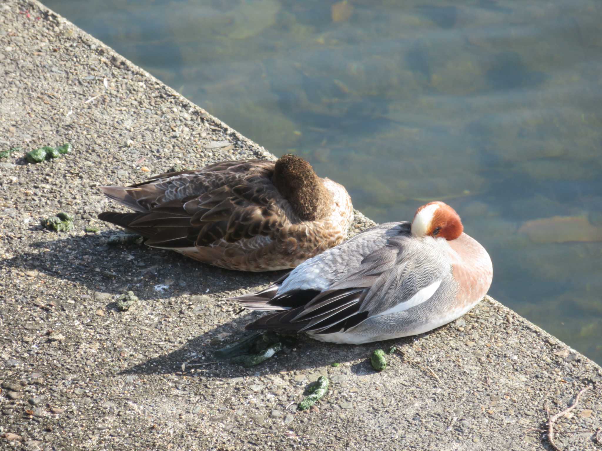 Eurasian Wigeon