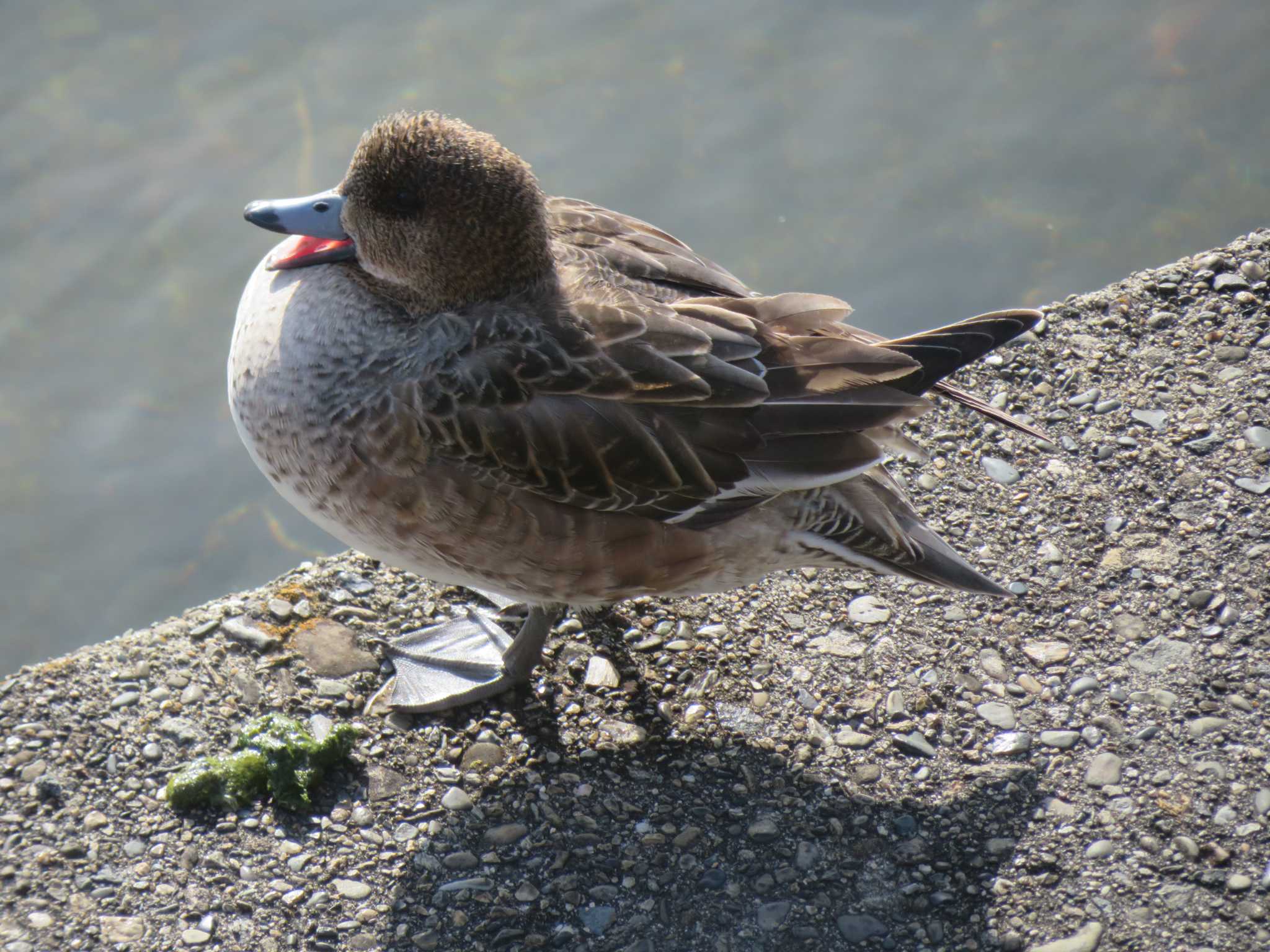 Eurasian Wigeon