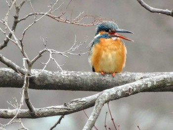 2022年3月20日(日) こども自然公園 (大池公園/横浜市)の野鳥観察記録