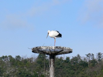 コウノトリ 兵庫県豊岡市 2005年12月17日(土)