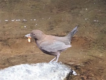 2022年3月20日(日) 日向渓谷の野鳥観察記録