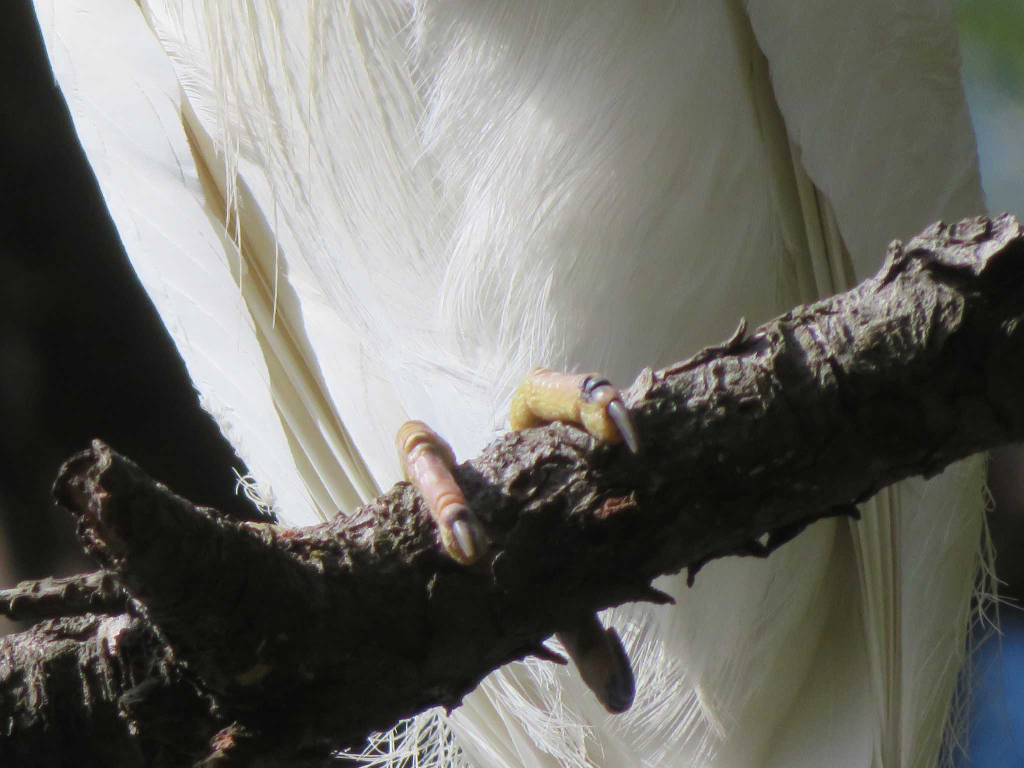 Little Egret