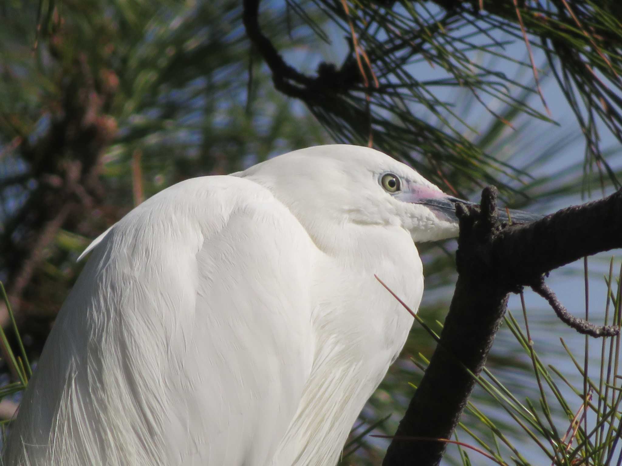 Little Egret