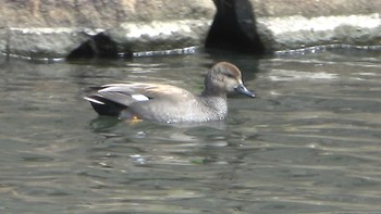 Gadwall Hikone Castle Sun, 3/20/2022